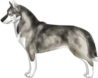 Agouti and White Siberian Husky