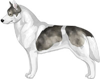 Agouti Piebald Siberian Husky