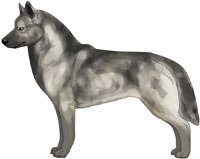 Agouti Siberian Husky