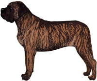 Apricot Brindle Mastiff