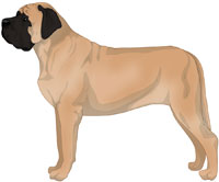 Apricot with Black Mask Mastiff