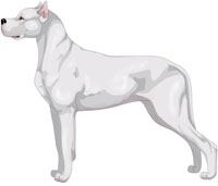 White Argentine Dogo