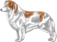 Australian Red double merle Border Collie