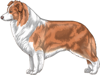 Australian Red (liver pigment) Border Collie