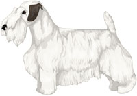 White with Badger Markings Sealyham Terrier