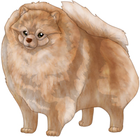 Beaver  Pomeranian