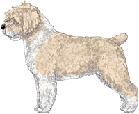 Beige & White w/Black Nose Spanish Water Dog