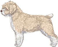 Beige & White w/Brown Nose Spanish Water Dog