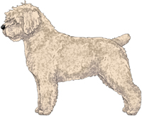 Beige w/Black Nose Spanish Water Dog