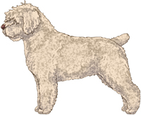 Beige w/Brown Nose Spanish Water Dog