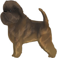 Belge Affenpinscher