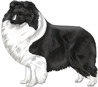 Bi-Black Shetland Sheepdog