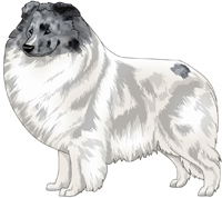 Bi-Blue Headed White Shetland Sheepdog