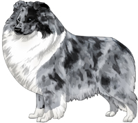 Bi-Blue Shetland Sheepdog