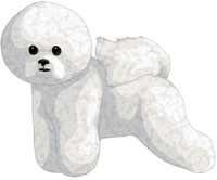 White Bichon Frise