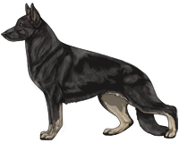 Bicolor Black and Cream German Shepherd Dog