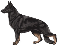 Bicolor Black and Tan German Shepherd Dog