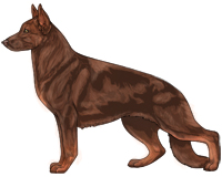 Bicolor Liver and Red German Shepherd Dog