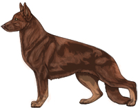 Bicolor Liver and Tan German Shepherd Dog