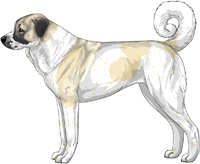 Biscuit and White Anatolian Shepherd