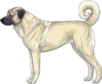 Biscuit Anatolian Shepherd