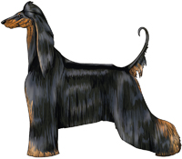 Black & Brindle Afghan Hound