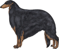 Black & Brindle Borzoi