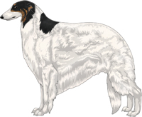 Black & Brindle with Extreme White Piebald Borzoi