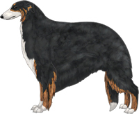 Black & Brindle with White Irish Markings Borzoi