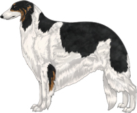 Black & Brindle with White Piebald Markings Borzoi