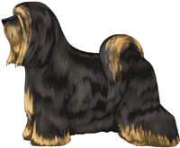 Black and Gold Tibetan Terrier