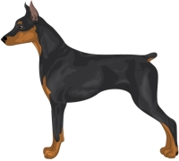 Black and Rust German Pinscher