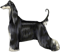 Black & Silver Afghan Hound