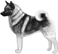 Black and Silver Norwegian Elkhound