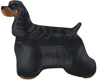 Black and Tan American Cocker Spaniel