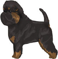 Black and Tan Affenpinscher