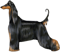 Black & Tan Afghan Hound