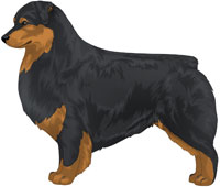 Black and Tan Australian Shepherd