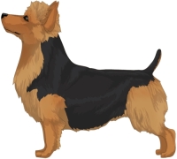 Black and Tan Australian Terrier