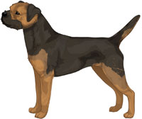 Black and Tan Border Terrier