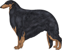 Black & Tan Borzoi