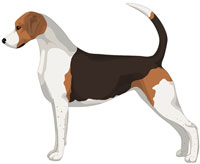 Black White and Tan English Foxhound