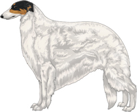 Black & Tan with Extreme White Piebald Borzoi