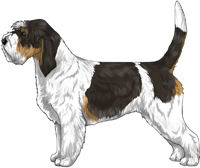 White Black & Tan Grand Basset Griffon Vendéen