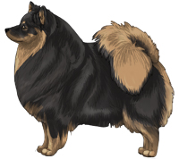 Black & Tan German Spitz