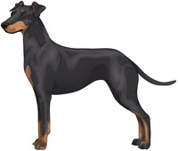 Black & Tan Manchester Terrier