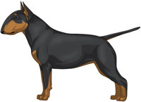 Black & Tan Miniature Bull Terrier