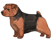 Black and Tan Norfolk Terrier