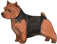 Black and tan Norwich Terrier