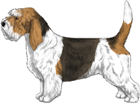 White Black & Tan Petit Basset Griffon Vendeen